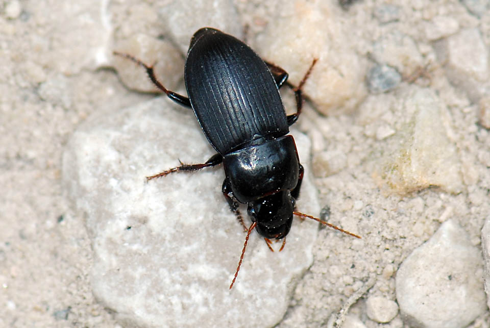 Harpalus tardus